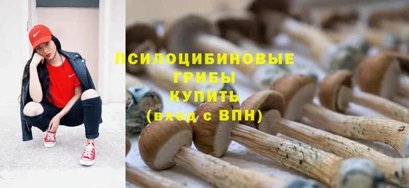 Галлюциногенные грибы Psilocybe  Болохово 